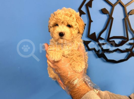 Poodle Formunda Malti̇poo Yavrularimiz görsel