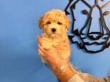 Poodle Formunda Malti̇poo Yavrularimiz