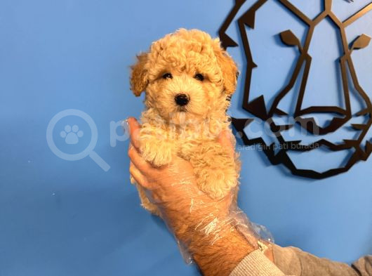 Poodle Formunda Malti̇poo Yavrularimiz görsel