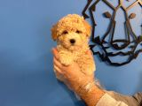 Poodle Formunda Malti̇poo Yavrularimiz