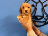 SATILIK MALTİPOO YAVRULARIMIZ