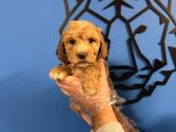 Satilik Malti̇poo Yavrularimiz