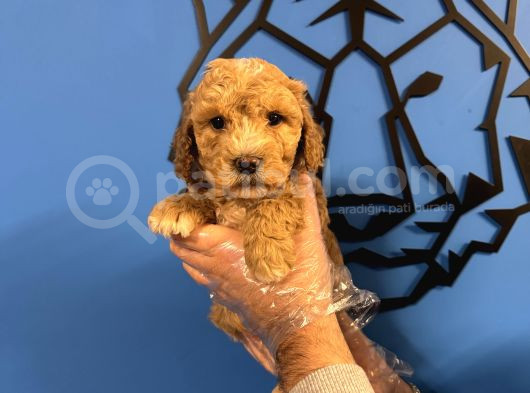 Satilik Malti̇poo Yavrularimiz görsel