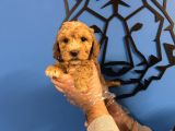 Satilik Malti̇poo Yavrularimiz