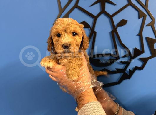 Satilik Malti̇poo Yavrularimiz görsel