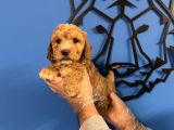 Satilik Malti̇poo Yavrularimiz