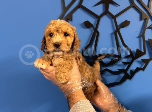 Satilik Malti̇poo Yavrularimiz görsel