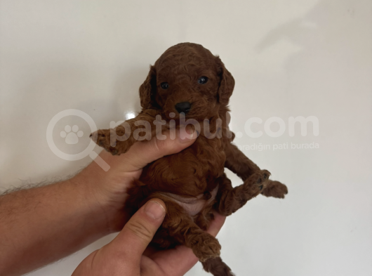 Kilo Garantili Orjinal Red Dark Brown Kore Kan Toy Poodle görsel