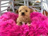 Teacup Poodle