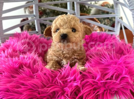 Teacup Poodle görsel