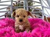 Teacup Poodle