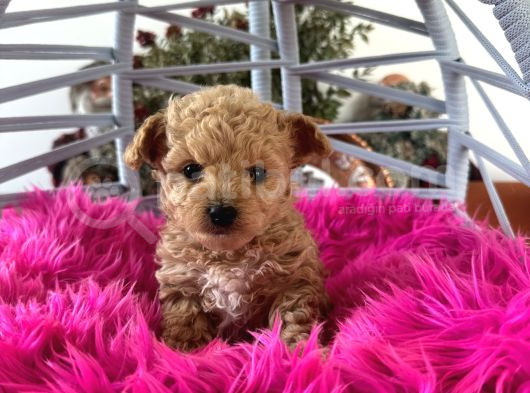 Teacup Poodle görsel
