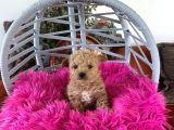 Teacup Poodle