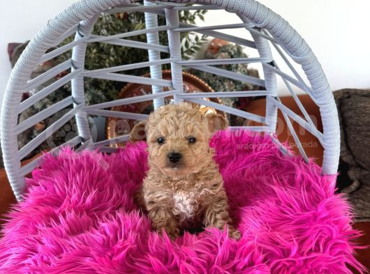 Teacup Poodle görsel