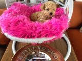 Teacup Poodle