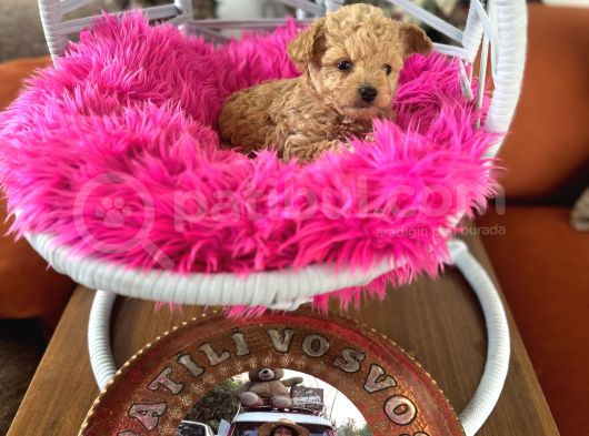 Teacup Poodle görsel