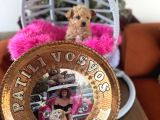 Teacup Poodle