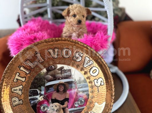 Teacup Poodle görsel