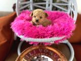 Teacup Poodle