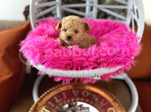 Teacup Poodle görsel