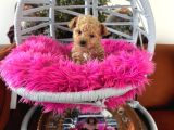 Teacup Poodle