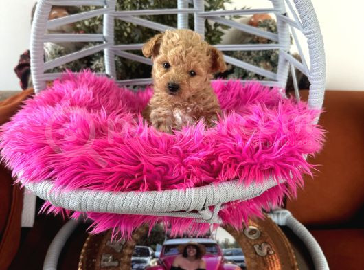 Teacup Poodle görsel