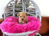 Teacup Poodle