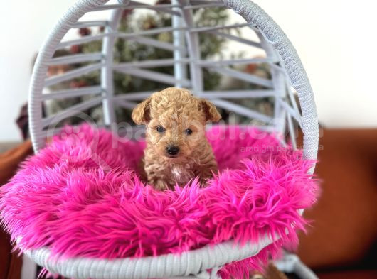 Teacup Poodle görsel