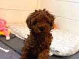 Deni̇zli̇ Merkez Tesli̇me Hazir Poodle Bebekler