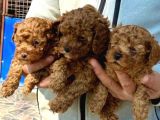 Bursanın En Kıvırcık Toy Poodle Bebekleri Büyüdü