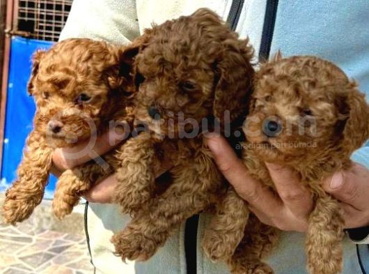 Bursanın En Kıvırcık Toy Poodle Bebekleri Büyüdü görsel