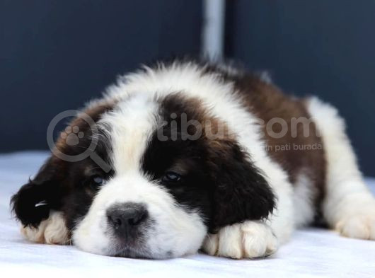 Sağlik Garanti̇li̇ Dev St Bernard Yavrular görsel