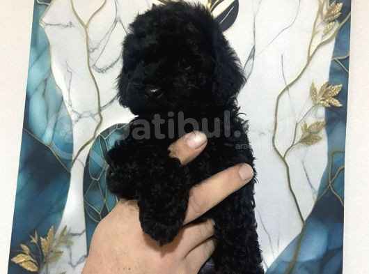 A Kalite Tatlı Toy Poodle Bebekler görsel