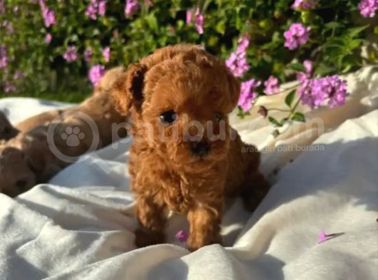Eğitimli Mini Maltipoo Bebekleri görsel