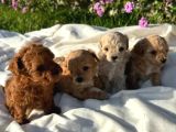 Eğitimli Mini Maltipoo Bebekleri
