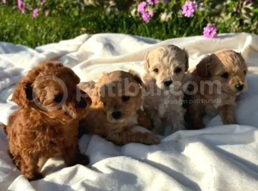 Eğitimli Mini Maltipoo Bebekleri görsel