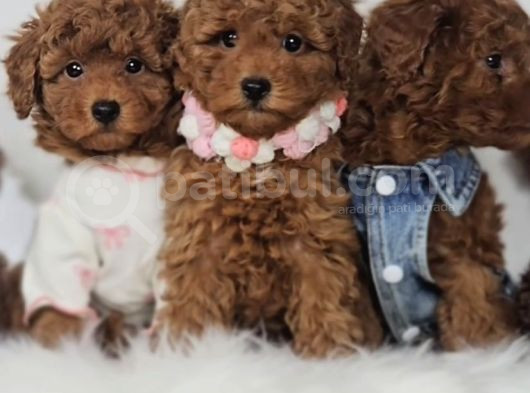 Dark brown  toy poodle yavrular 