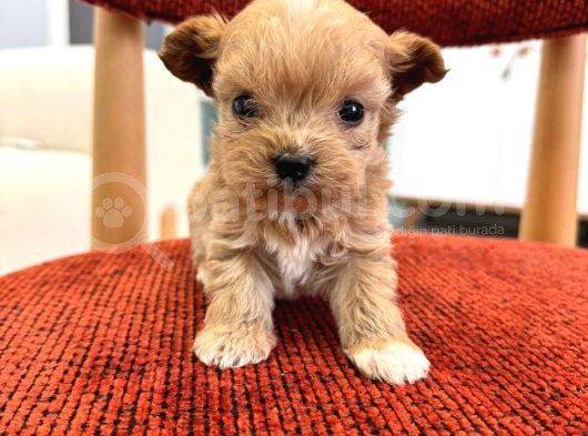 Minik Maltipoo görsel