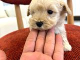 Maltipoo