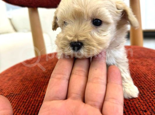 Maltipoo görsel