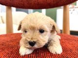 Maltipoo