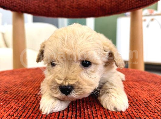 Maltipoo görsel