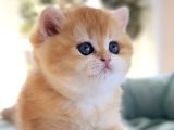 British Shorthair Golden ny12 ny11 by12