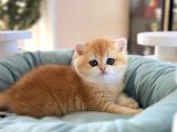 British Shorthair Golden Ny12 Ny11 By12