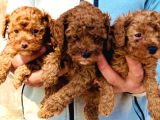 Bursanın En Kıvırcık Toy Poodle Bebekleri Büyüdü