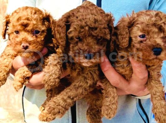 Bursanın En Kıvırcık Toy Poodle Bebekleri Büyüdü görsel