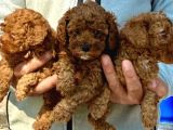 Bursanın En Kıvırcık Toy Poodle Bebekleri Büyüdü