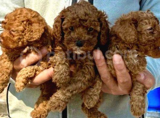 Bursanın En Kıvırcık Toy Poodle Bebekleri Büyüdü görsel