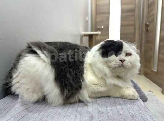 Güzel Oğlumuz Mars görsel