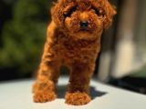 Toypoodle Yavrumuz Mağazamızdan Sizlerle
